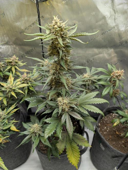 42FastBuds-Guave-Auto. Week 10 - Mitte