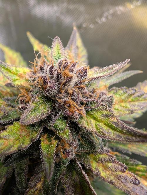 42FastBuds-Guave-Auto. Week 10 - Links 