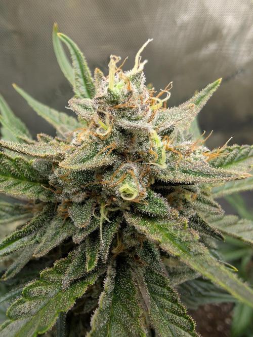 42FastBuds-Guave-Auto. Week 10 - Mitte