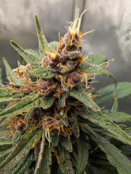 42FastBuds-Guave-Auto. Week 10 - Rechts 