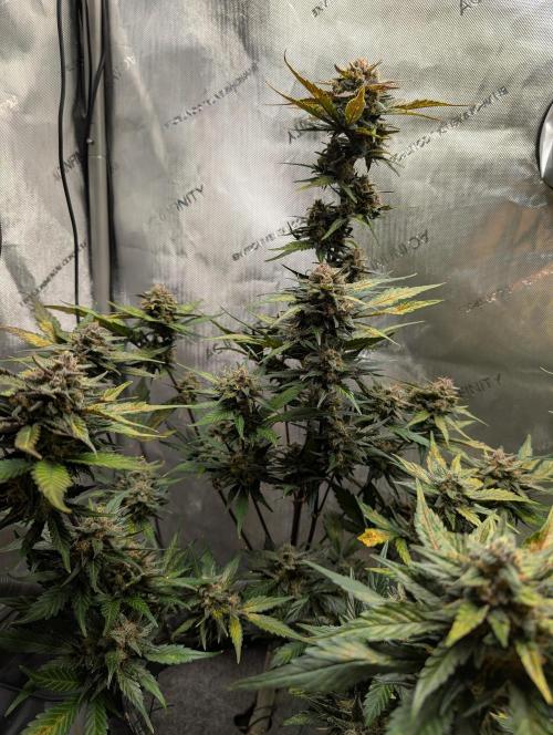 42FastBuds-Guave-Auto. Week 10 - Links 