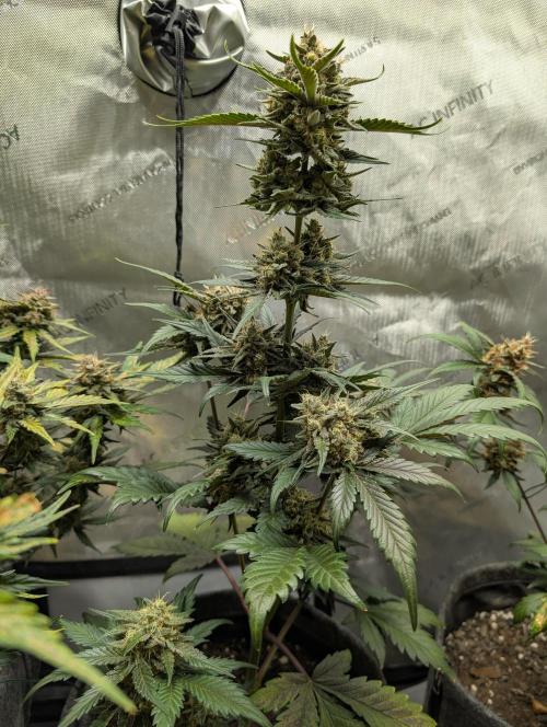 42FastBuds-Guave-Auto. Week 10 - Murrw