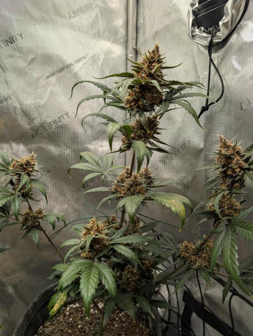 42FastBuds-Guave-Auto. Week 10 - Rechts 