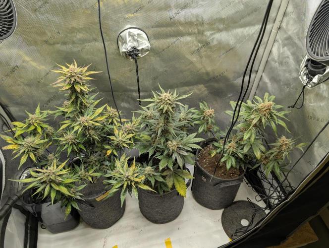 42FastBuds-Guave-Auto. Week 10