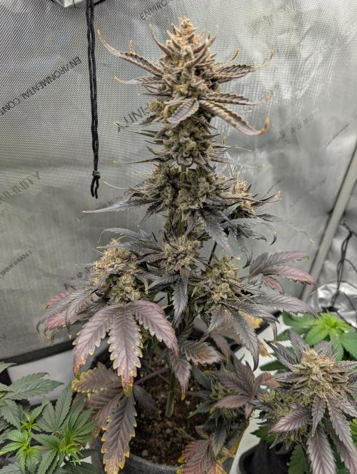 42FastBuds-Guave-Auto. Week 11