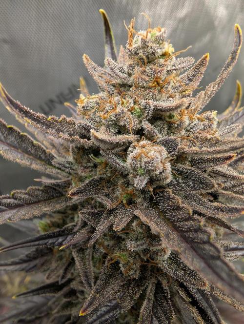 42FastBuds-Guave-Auto. Week 11