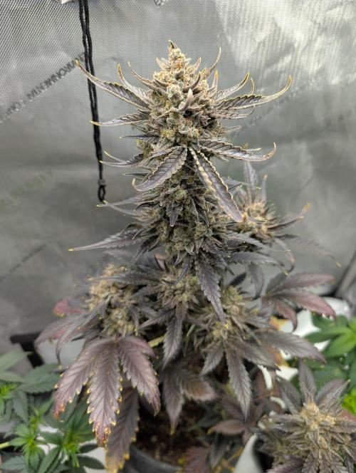 42FastBuds-Guave-Auto. Week 11