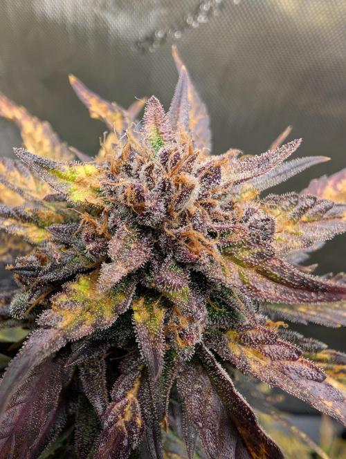 42FastBuds-Guave-Auto. Week 11