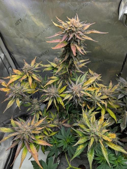 42FastBuds-Guave-Auto. Week 11