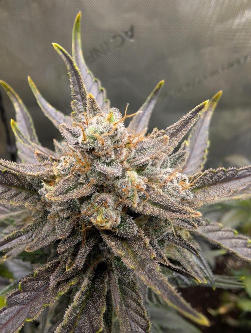 42FastBuds-Guave-Auto. Week 11