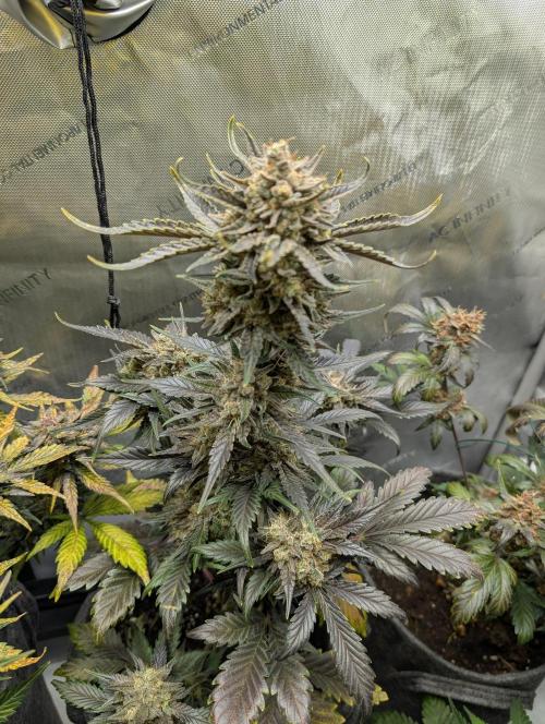 42FastBuds-Guave-Auto. Week 11