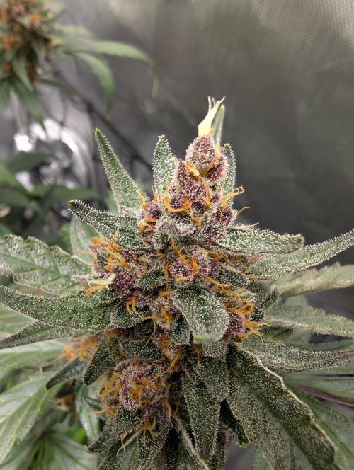 42FastBuds-Guave-Auto. Week 11