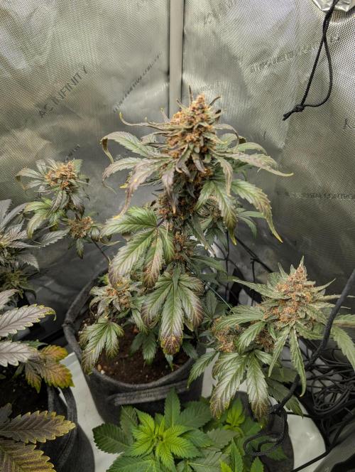 42FastBuds-Guave-Auto. Week 11