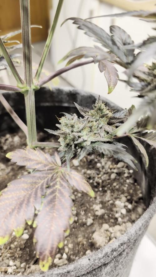 42FastBuds-Guave-Auto