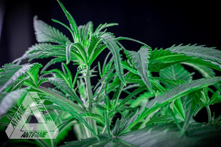 DIVINE SEEDS - Auto Black Opium. Week 6