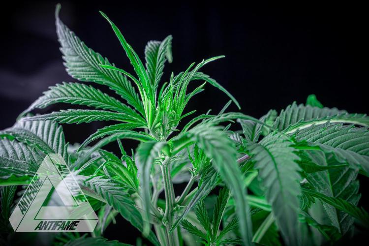 DIVINE SEEDS - Auto Black Opium. Week 6