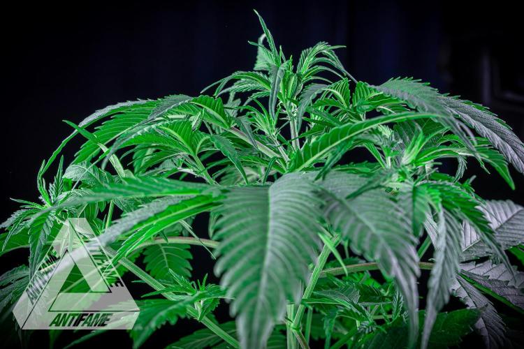 DIVINE SEEDS - Auto Black Opium. Week 6