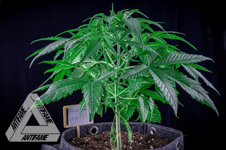 DIVINE SEEDS - Auto Black Opium. Week 6