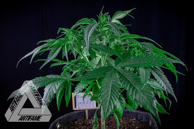 DIVINE SEEDS - Auto Black Opium. Week 6