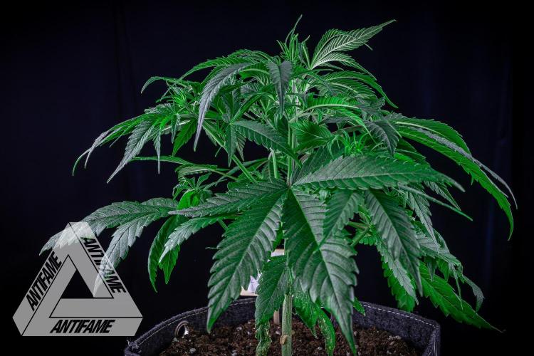 DIVINE SEEDS - Auto Black Opium. Week 6