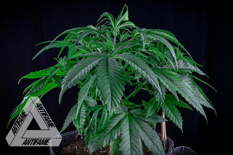 DIVINE SEEDS - Auto Black Opium. Week 6