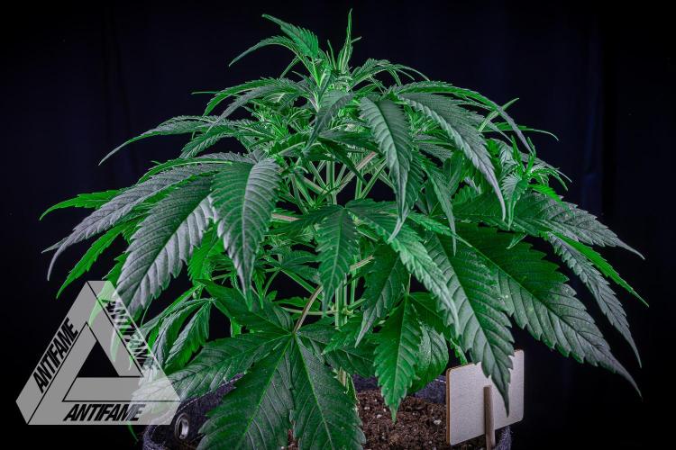 DIVINE SEEDS - Auto Black Opium. Week 6