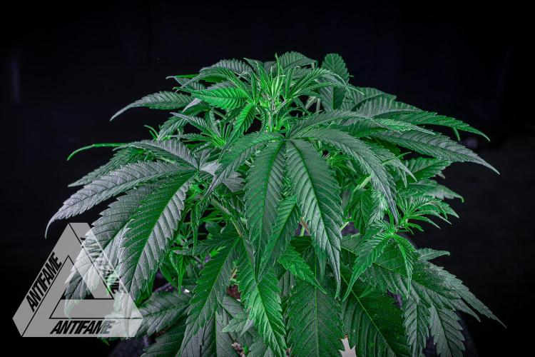 DIVINE SEEDS - Auto Black Opium. Week 6