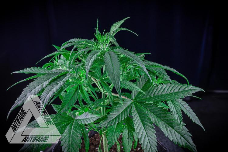 DIVINE SEEDS - Auto Black Opium. Week 6