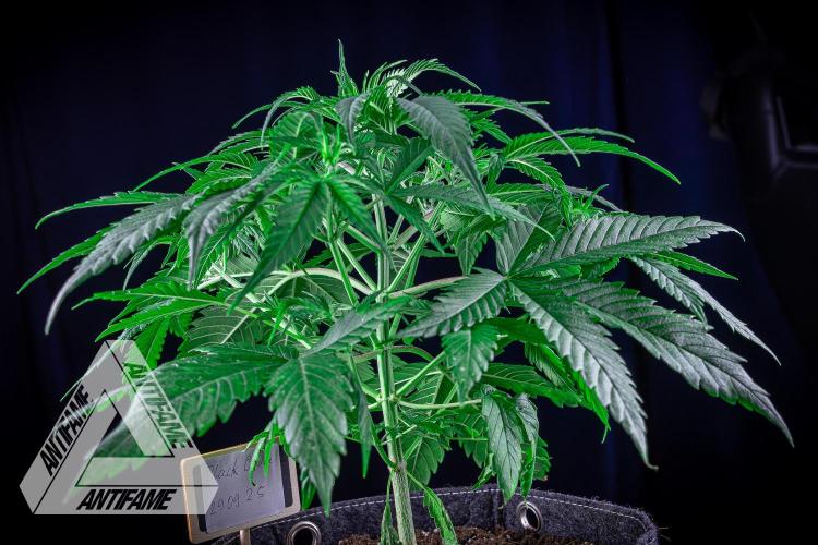 DIVINE SEEDS - Auto Black Opium. Week 6