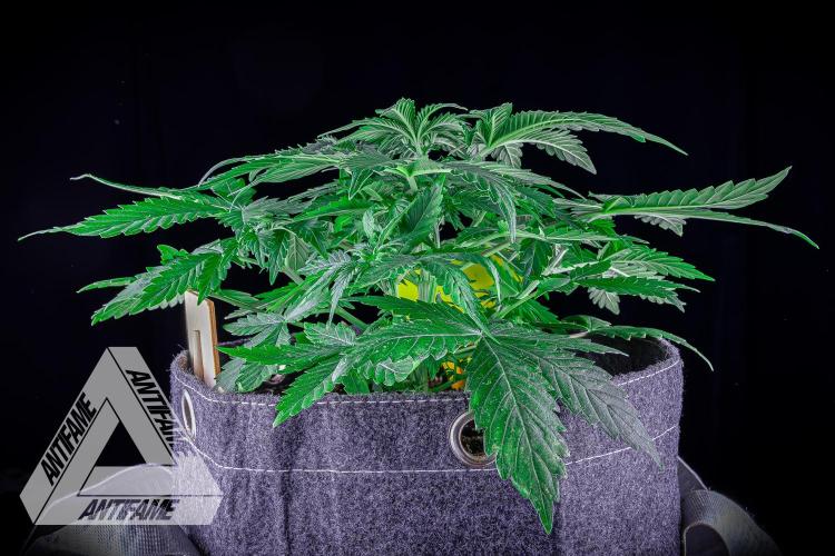 DIVINE SEEDS - Auto Northern Lights. Week 4