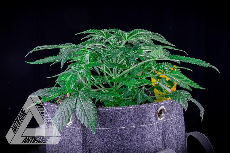 DIVINE SEEDS - Auto Northern Lights. Week 4