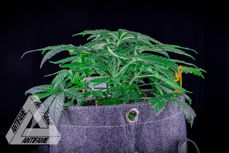 DIVINE SEEDS - Auto Northern Lights. Week 4