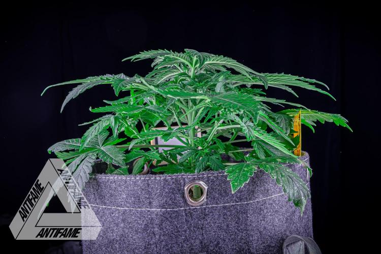 DIVINE SEEDS - Auto Northern Lights. Week 4