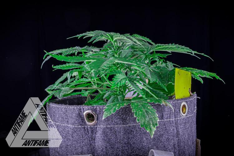 DIVINE SEEDS - Auto Northern Lights. Week 4