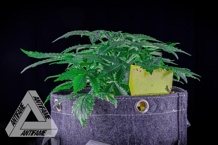 DIVINE SEEDS - Auto Northern Lights. Week 4