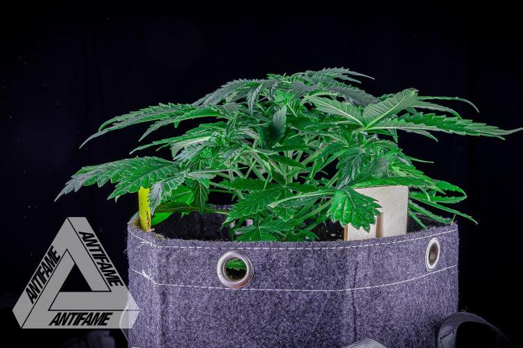 DIVINE SEEDS - Auto Northern Lights. Week 4