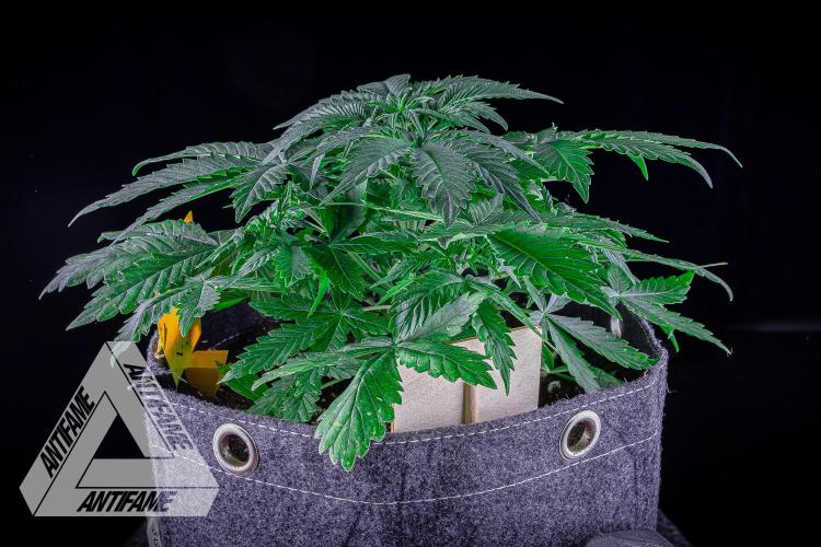 DIVINE SEEDS - Auto Northern Lights. Week 4