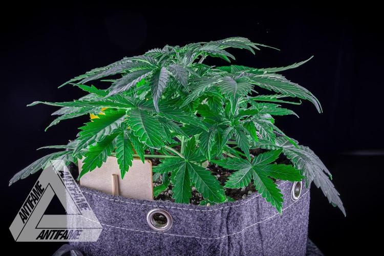 DIVINE SEEDS - Auto Northern Lights. Week 4