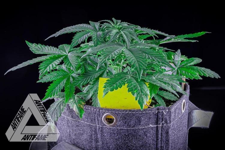 DIVINE SEEDS - Auto Northern Lights. Week 4