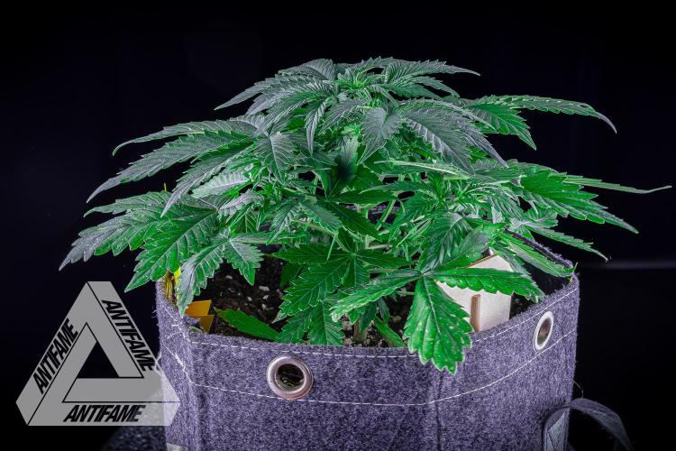 DIVINE SEEDS - Auto Northern Lights. Week 4