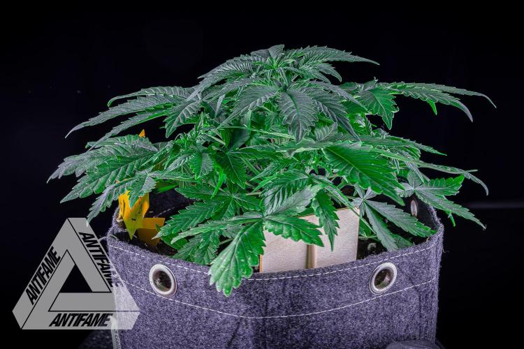 DIVINE SEEDS - Auto Northern Lights. Week 4