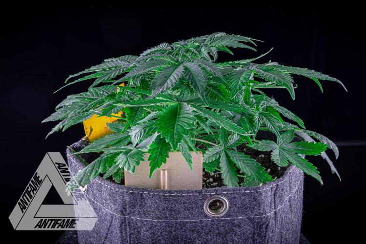 DIVINE SEEDS - Auto Northern Lights. Week 4