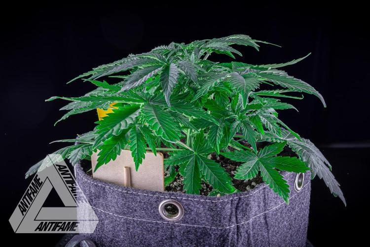 DIVINE SEEDS - Auto Northern Lights. Week 4