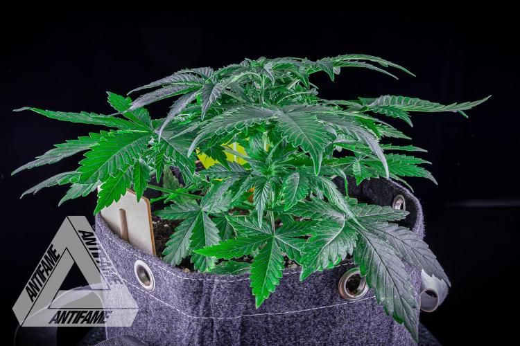 DIVINE SEEDS - Auto Northern Lights. Week 4