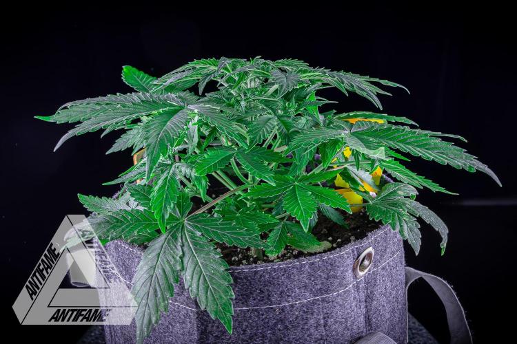 DIVINE SEEDS - Auto Northern Lights. Week 4