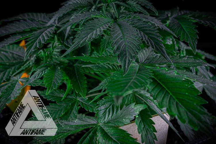 DIVINE SEEDS - Auto Northern Lights. Week 4