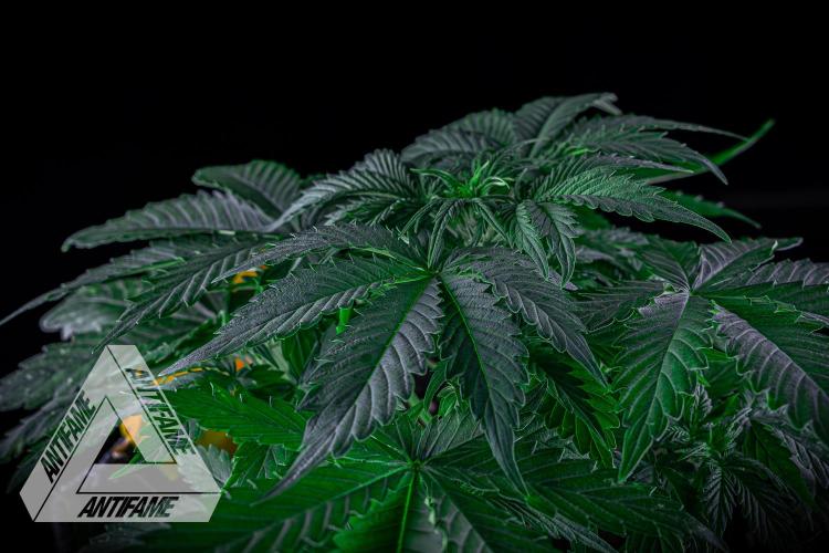 DIVINE SEEDS - Auto Northern Lights. Week 4