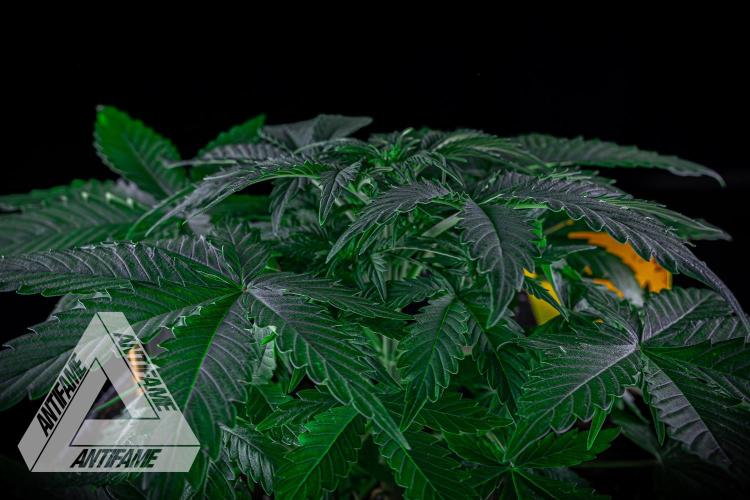 DIVINE SEEDS - Auto Northern Lights. Week 4