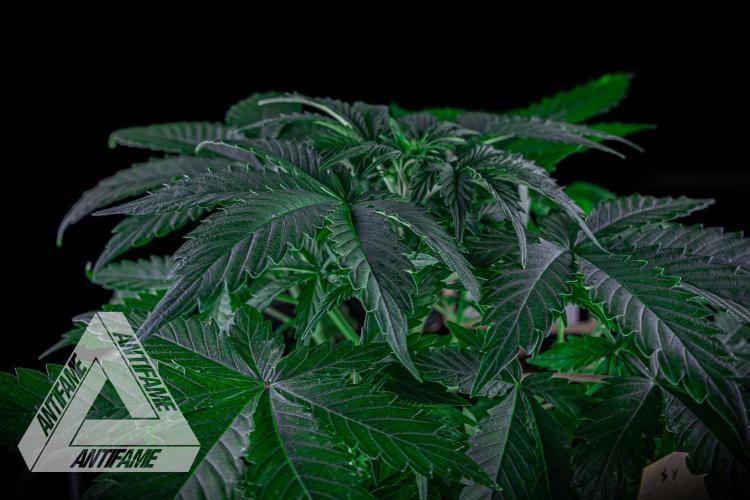 DIVINE SEEDS - Auto Northern Lights. Week 4