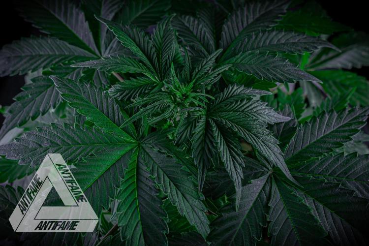 DIVINE SEEDS - Auto Northern Lights. Week 4